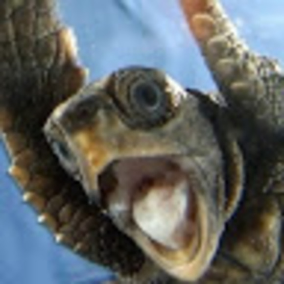 turtledovecrash